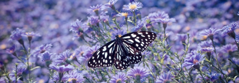 Butterfly on a purple flower meadow.