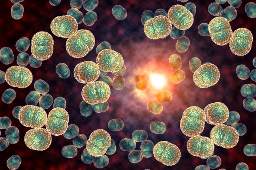 A medical illustration of meningitis bacteria