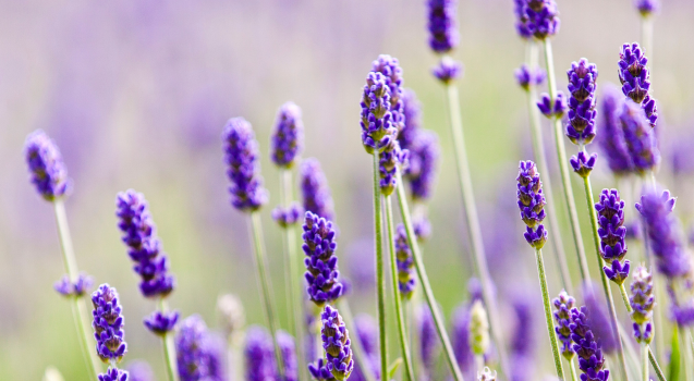 Picture of purple lavender field.