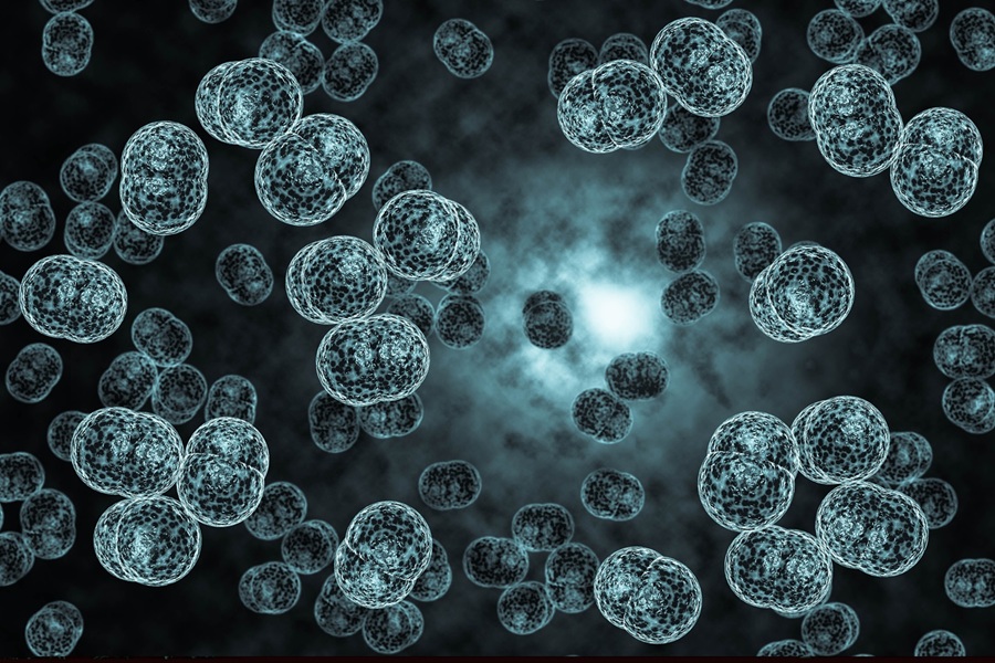 A medical illustration of meningococcal bacteria.