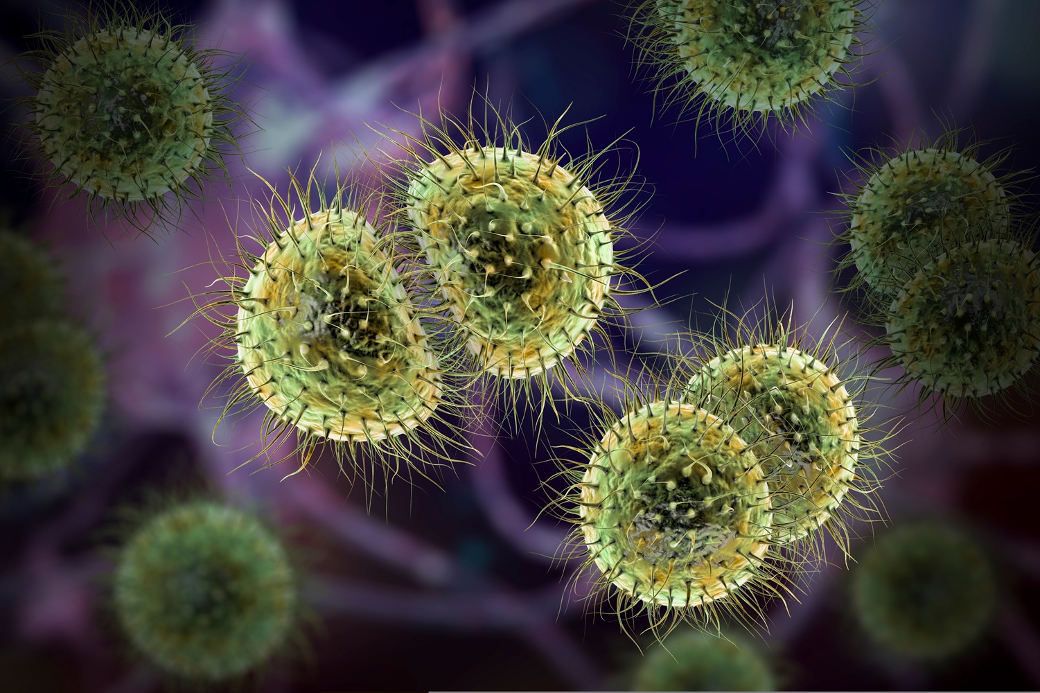 A medical illustration of Neisseria meningitidis bacteria.