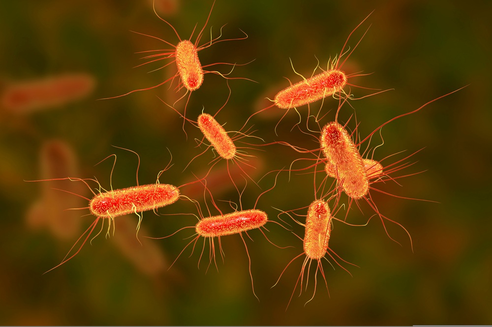 A medical illustration of e.coli bacteria.