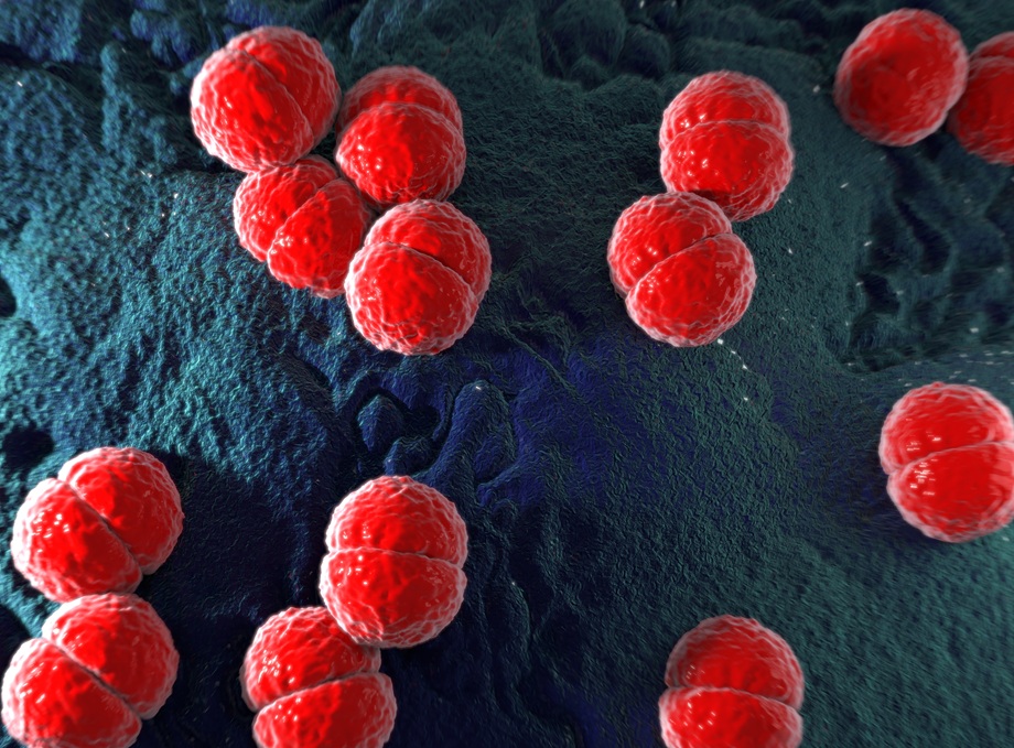A medical illustration of meningococcal bacteria.